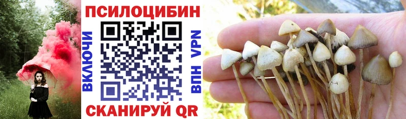 купить наркоту  Ясный  Галлюциногенные грибы Psilocybine cubensis 